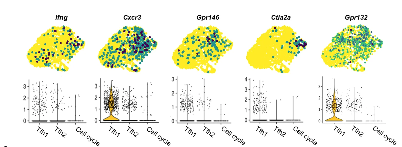 Open access visualization of UMAP, Violin Plot, Scatter Plot, Box Plot, Feature Plots