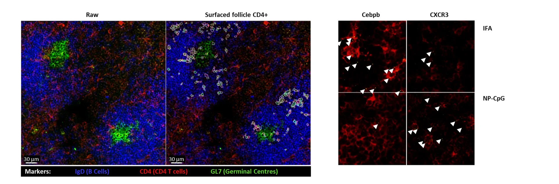 Open access visualization of Microscopy, Photo, Lymph Nodes, Mice, Immunization