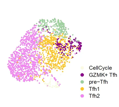 Open access visualization of Scatter Plot, UMAP, PCA, UMAP Projection, Tfh Cells