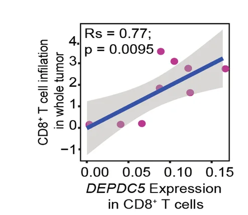 Open access visualization of Scatter Plot, Regression Plot, Tumor-Infiltrating, CD8, T Cells