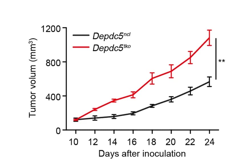 Open access visualization of Line Plot, Error Bars, Depdc5 ncl Mice, Depdc5 tko Mice, Subcutaneous Injection
