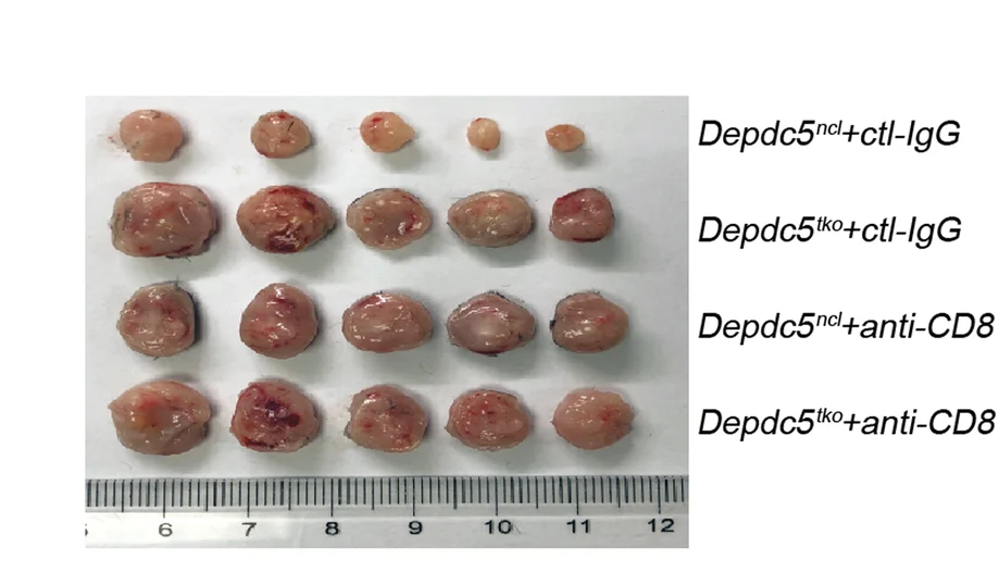 Open access visualization of Photo, MC38 Tumors, Depdc5 ncl Mice, Depdc5 tko Mice, I.P. Injection