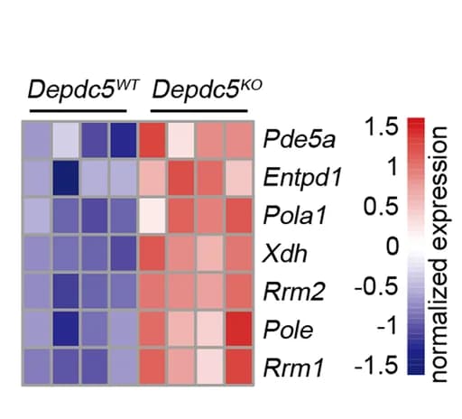 Open access visualization of Heatmap, Normalized Expression, Purine Metabolism, Upregulated Genes, Depdc5 KO