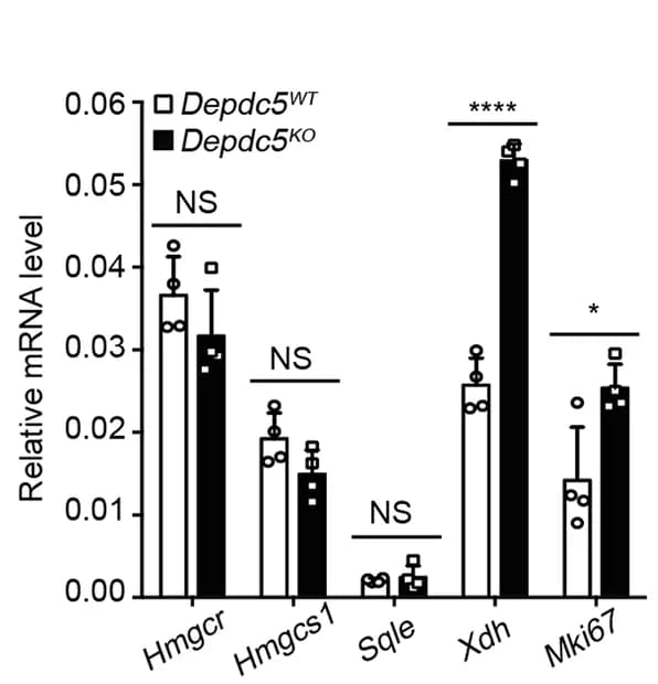 Open access visualization of Clustered, Error Bars, RT-qPCR, Xdh, Mki67