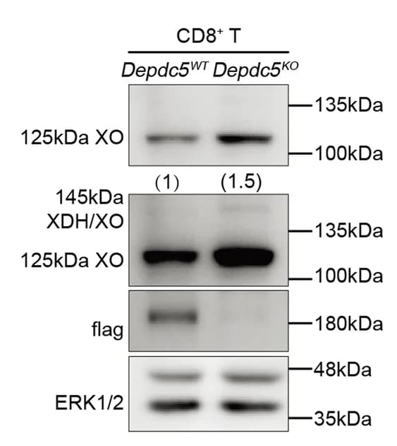 Open access visualization of Gel, Immunoblotting, XO Protein, Depdc5 WT, Depdc5 KO