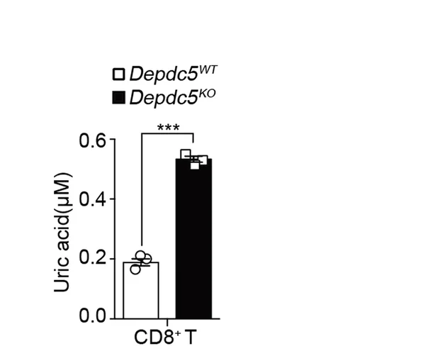 Open access visualization of Bar Plot, Error Bars, Bar Graph, Uric Acid Levels, Depdc5 WT