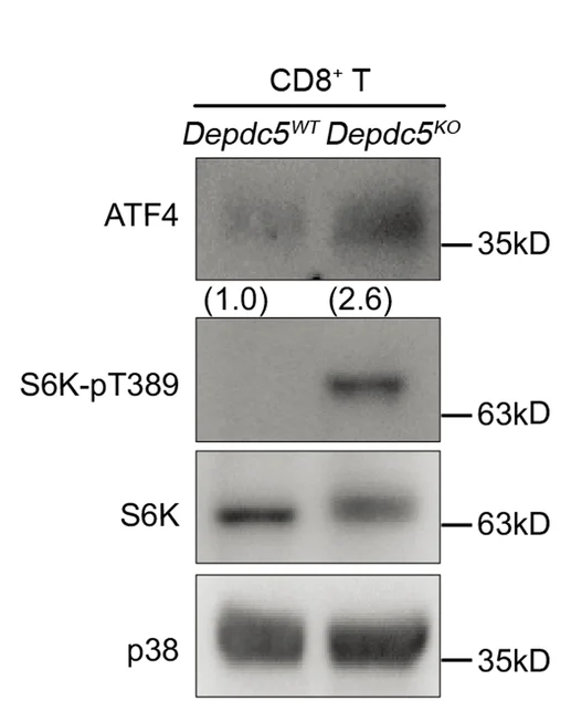 Open access visualization of Gel, Immunoblotting, ATF4 Protein, Depdc5 WT, Depdc5 KO