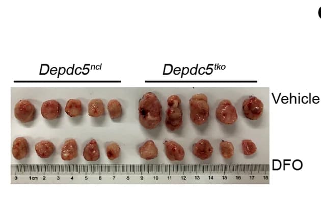 Open access visualization of Photo, MC38 Tumors, Mice, DFO, Vehicle