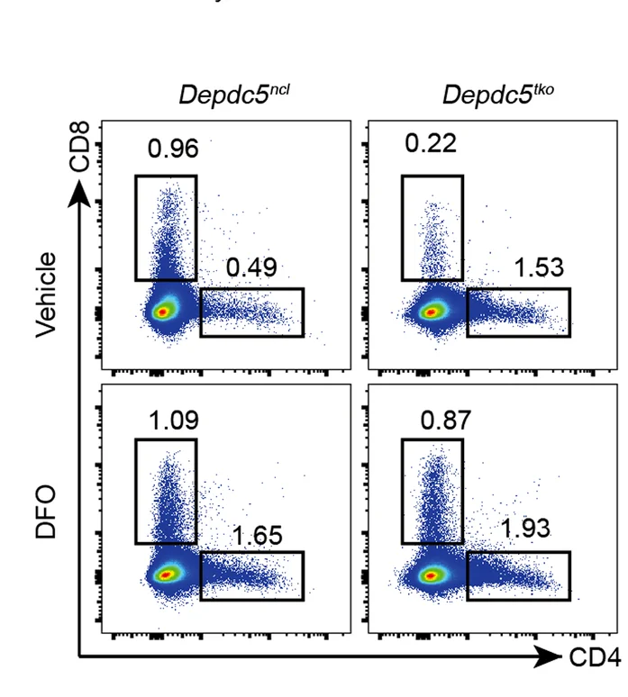 Open access visualization of Scatter Plot, Flow Cytometry, Tumor-infiltrating CD4+ T Cells, Tumor-infiltrating CD8+ T Cells, CD45+ Pool