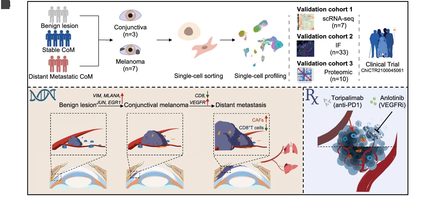 Open access visualization of Workflow, Illustration, Heatmap, Clustered, Scatter Plot