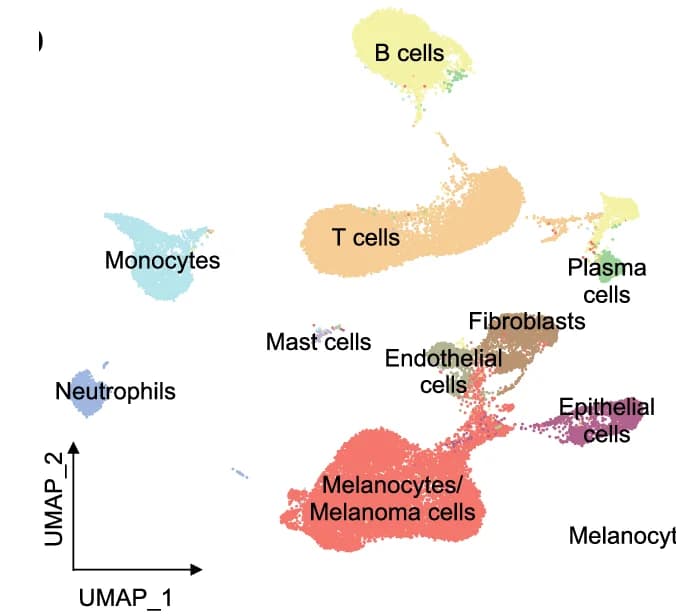 Open access visualization of UMAP, UMAP Plot, Cell Types, CoM, Nonmalignant Conjunctival Tissues