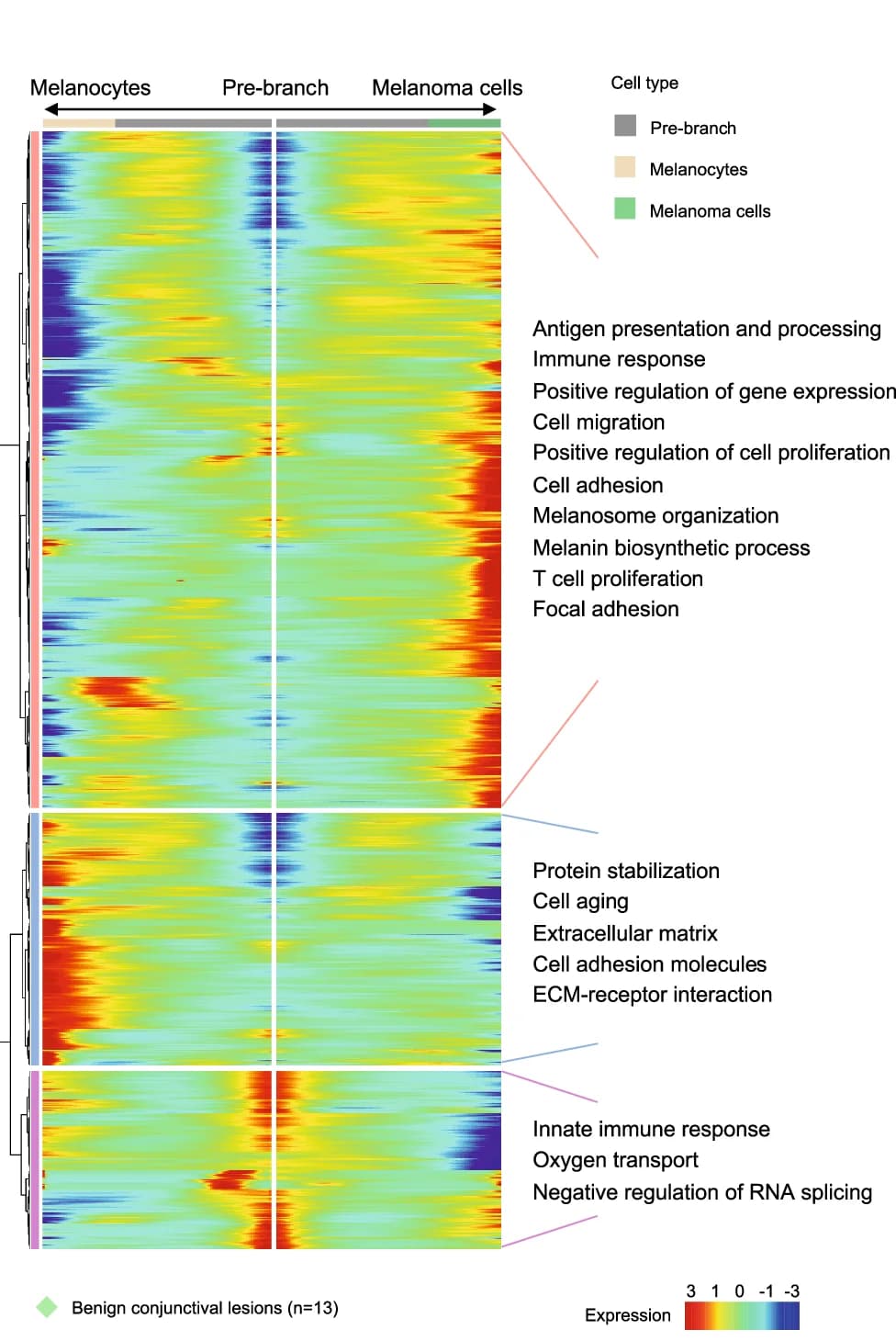 Open access visualization of Heatmap, Clustered, Differentially Expressed Genes, Pseudotime, Pathways