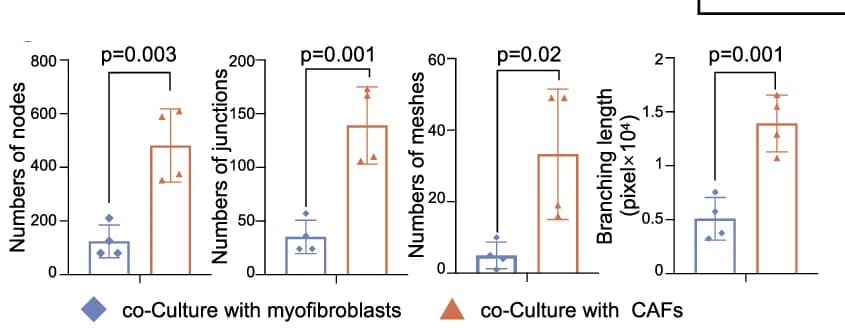 Open access visualization of Bar Plot, Error Bars, Tube Formation Experiments, Nodes, Junctions
