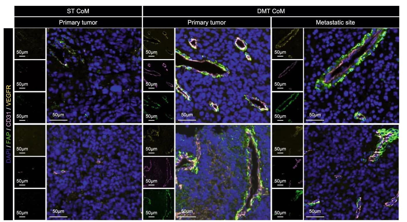 Open access visualization of Microscopy, IF Staining, FAP, VEGFR, CD31
