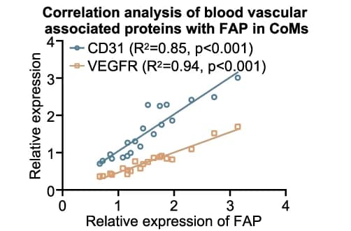 Open access visualization of Scatter Plot, Regression Plot, Correlation Analysis, Blood Vascular-Associated Proteins, FAP