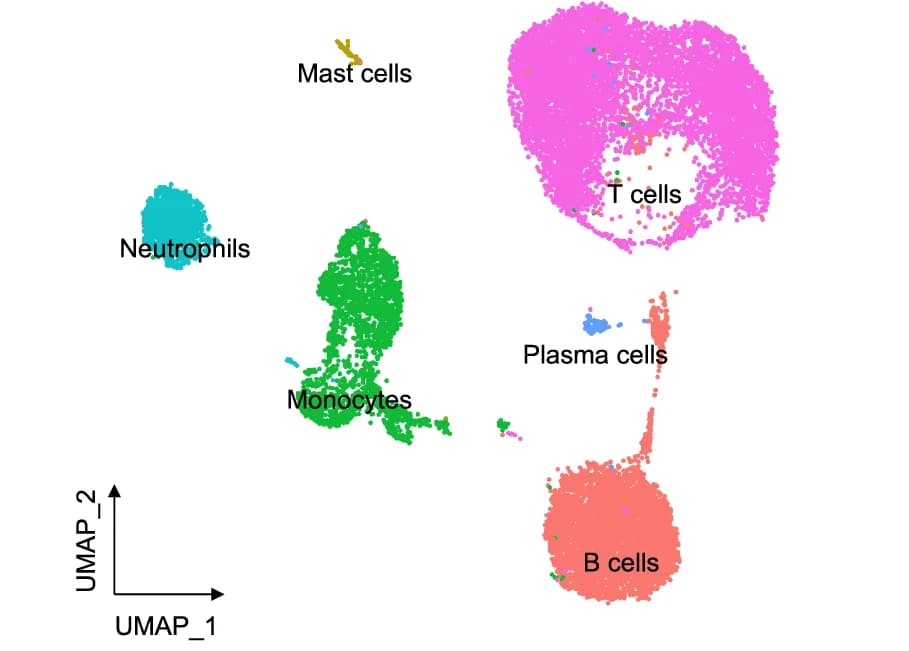 Open access visualization of Scatter Plot, UMAP, UMAP Plot, Immune Cell Types, CoM Samples