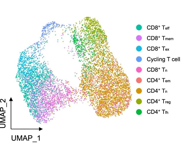 Open access visualization of UMAP, UMAP Plot, T Cell Subsets, CoM Samples, Discovery Cohort