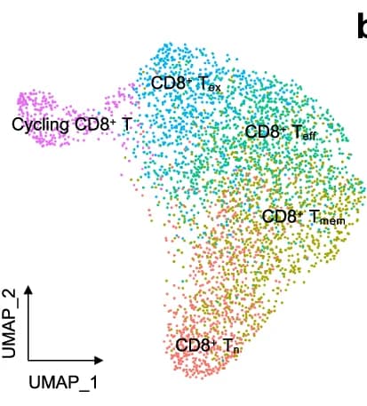 Open access visualization of Scatter Plot, UMAP, UMAP Plot, CD8+ T Cell Subsets, CoM Samples