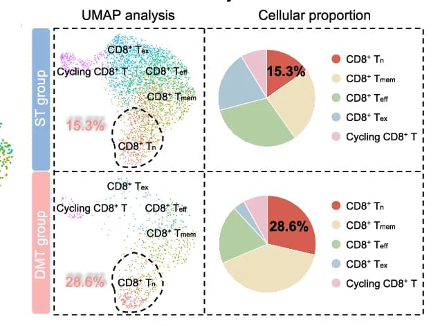Open access visualization of UMAP, Scatter Plot, Pie Chart, CD8+ T Cell Subsets, ST Group