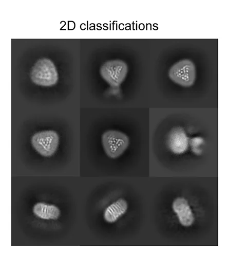 Open access visualization of Microscopy, Cryo-EM, 2D Classification, UL78 Homotrimers