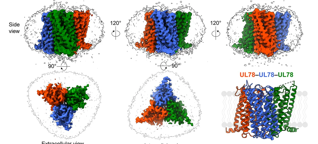 Open access visualization of Protein Structure, Cryo-EM, Density Map, Cartoon Representation, UL78 Homotrimer