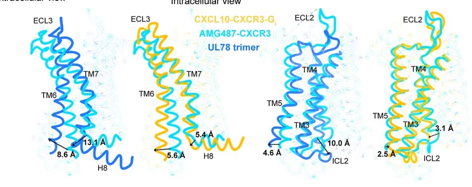 Open access visualization of Protein Structure, Structural Comparison, Inactive-State, CXCR3 Structure, Conformational Changes
