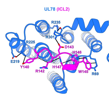 Open access visualization of Protein Structure, Chemical Structure, Magnified View, Intracellular Loop, Intracellular Pocket