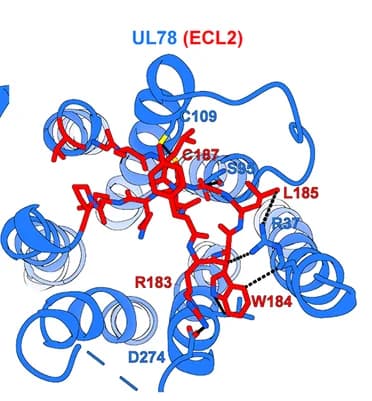Open access visualization of Protein Structure, Magnified View, Extracellular Loop, Extracellular Pocket, Transmembrane Domain