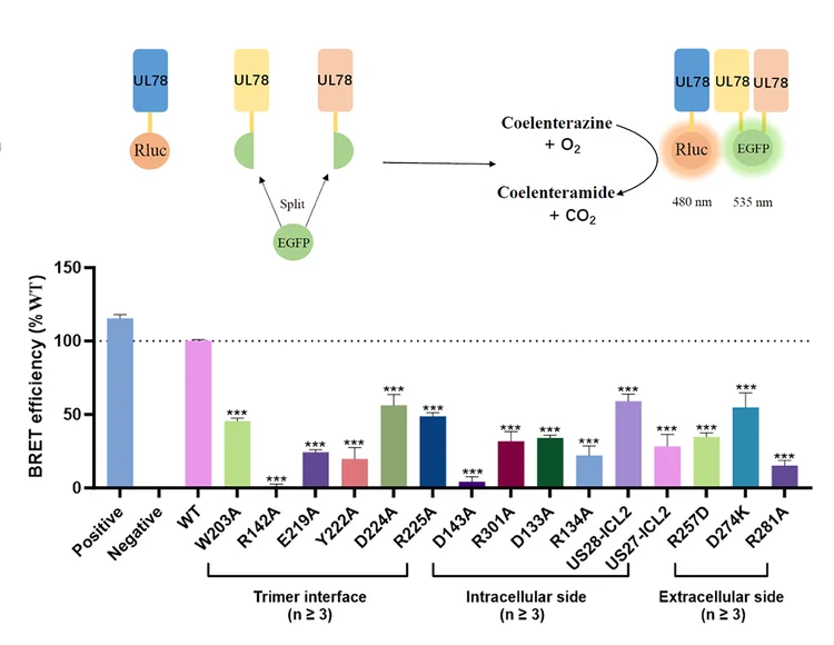 Open access visualization of Bar Plot, Error Bars, UL78 Trimer, BiFC-BRET Assay, ANOVA