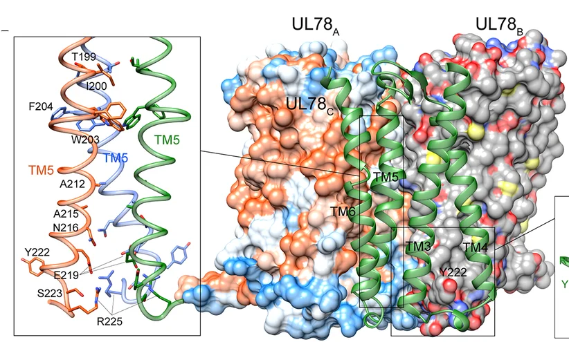 Open access visualization of Protein Structure, Chemical Structure, Homotrimer Interface, UL78, Protomers