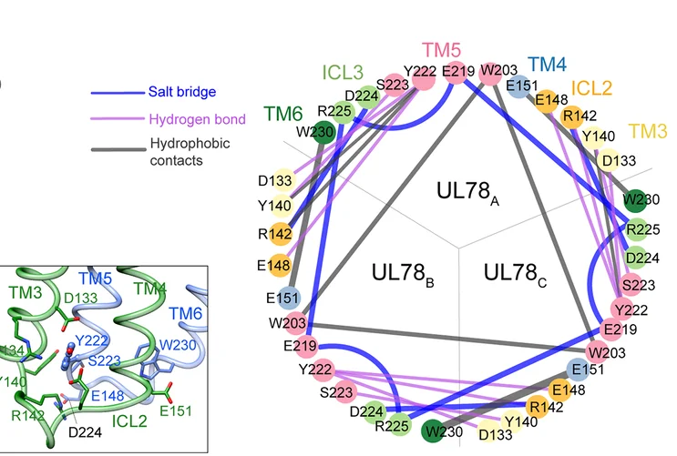 Open access visualization of Network, Pathway, Interface Interactions, UL78, Protomers