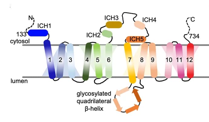 Open access visualization of Workflow, Illustration, Chemical Structure, Topology Diagram, SV2A
