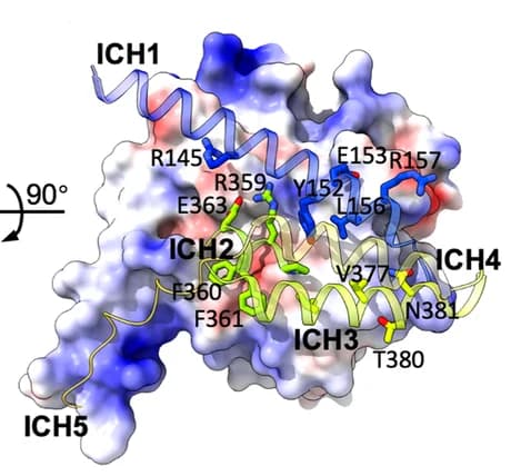Open access visualization of Protein Structure, Helical Bundle, TMD, Electrostatic Potential