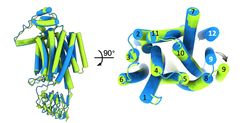 Open access visualization of Protein Structure, 3D Plot, Structural Alignment, Protomers