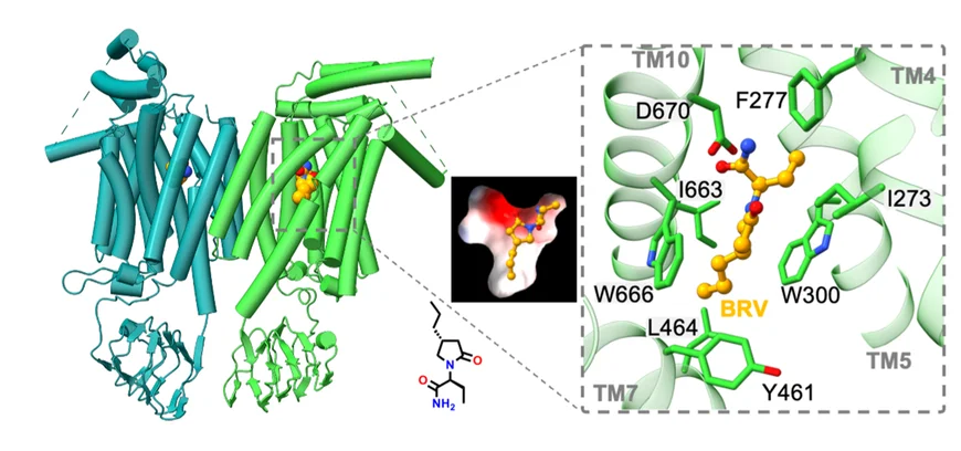 Open access visualization of Protein Structure, Chemical Structure, SV2A, Dimer, BRV