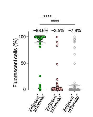Open access visualization of Scatter Plot, Quantification, ZsGreen, tdTomato, NCAM