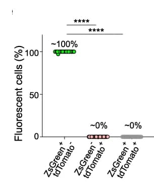Open access visualization of Scatter Plot, Quantification, ZsGreen, tdTomato, NCAM