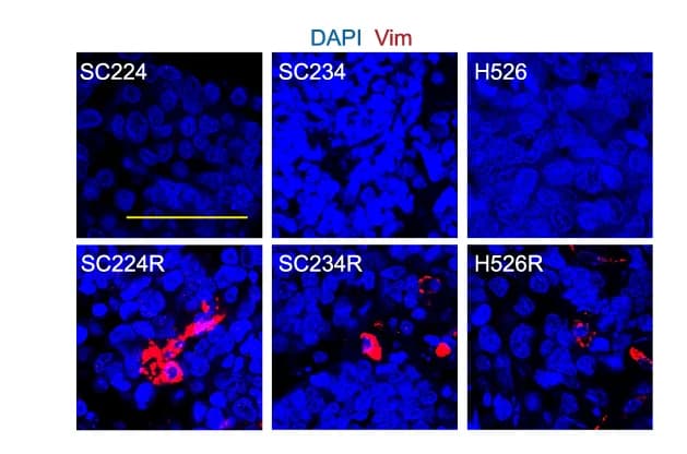 Open access visualization of Microscopy, Immunostaining, VIM, PDX/CDX Models