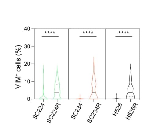Open access visualization of Violin Plot, Quantification, VIM Positive Cells, SC224, SC224R