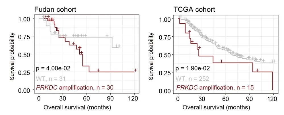 Open access visualization of Survival Curve, Line Step, Kaplan-Meier Curves, Overall Survival, CNV Status