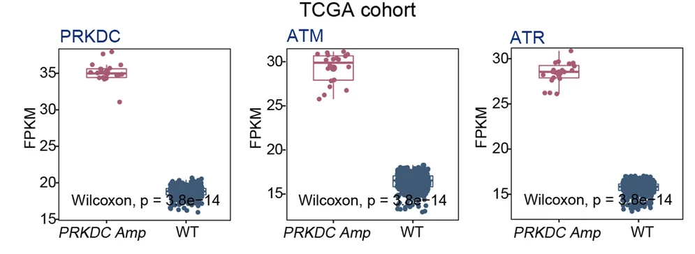 Open access visualization of Box Plot, Scatter Plot, mRNA Expression, ATM, PRKDC