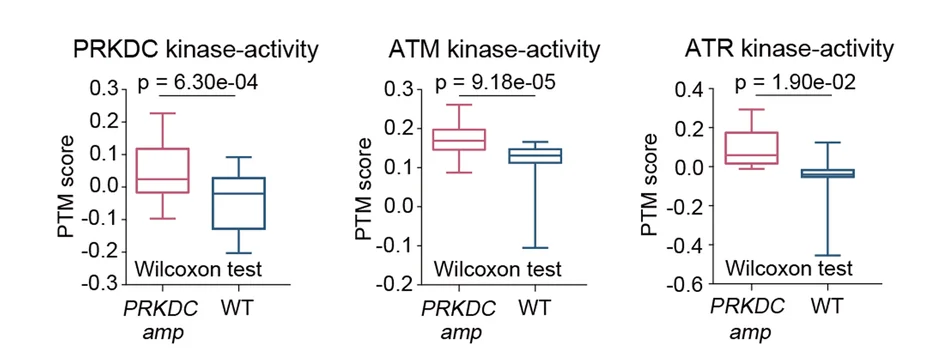 Open access visualization of Box Plot, Kinase Activity, ATM, PRKDC, PRKDC Amplicons