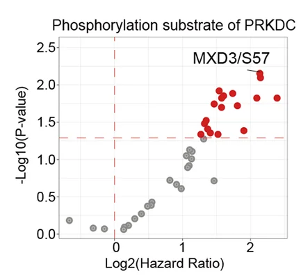 Open access visualization of Volcano Plot, Scatter Plot, Phosphorylation Substrate, PRKDC, Overall Survival