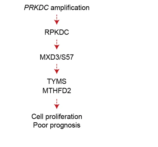 Open access visualization of Workflow, Flowchart, Illustration, PRKDC–MXD3 Signaling Pathway, One-carbon Unit Enrichment