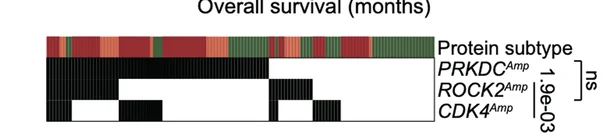 Open access visualization of Heatmap, Amplification Frequency, PRKDC, CDK4, ROCK2