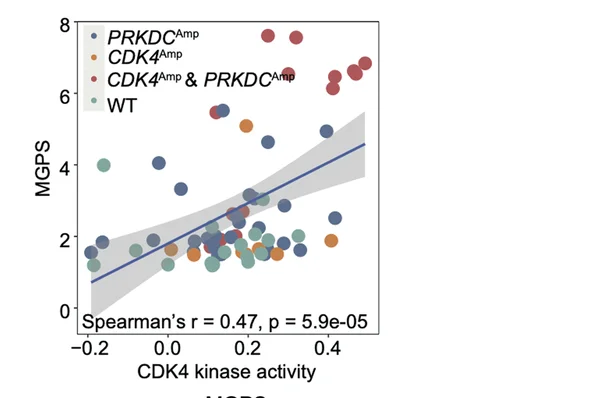 Open access visualization of Scatter Plot, Regression Plot, Spearman-Rank Correlation, CDK4 Kinase Activity, MGPS Score