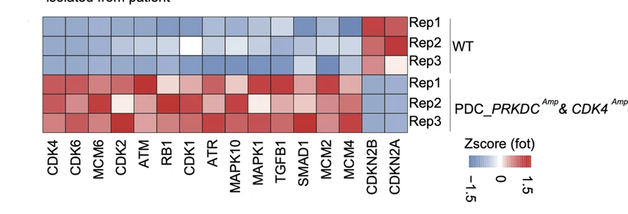 Open access visualization of Heatmap, Protein Expression, CDK4, CDK6, Cell Cycle