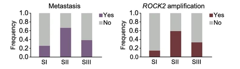Open access visualization of Stacked Bar Plot, Metastasis, ROCK2 Amplification, Frequency