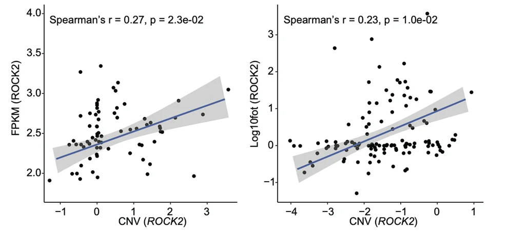 Open access visualization of Scatter Plot, Regression Plot, Spearman-Rank Correlation, ROCK2 Copy Number, mRNA Expression