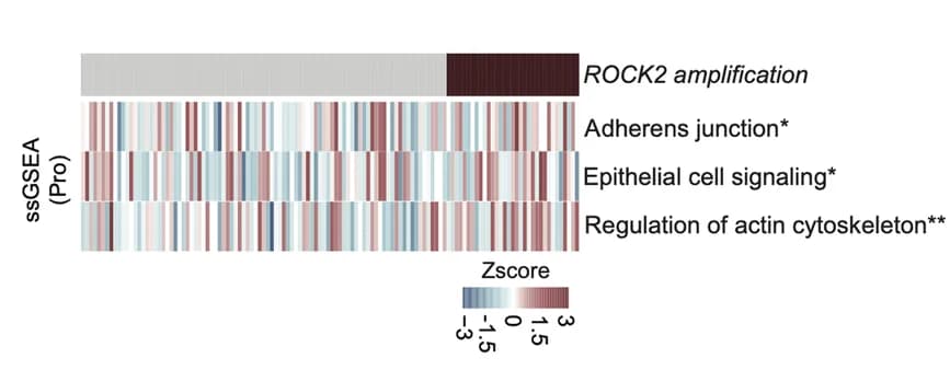 Open access visualization of Heatmap, Pathways, ROCK2 Amplificon, Wilcoxon Rank Test